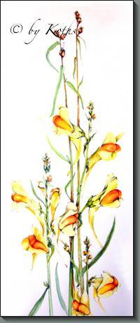 Butter and Eggs /  Linaria vulgaris