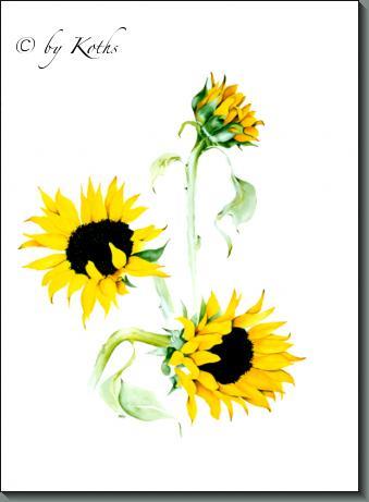 Helianthus Annus (Sunflower)