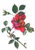 Rosa Gallica Officinalis (Apothecary's Rose)