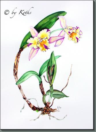 Blc. Momilani Rainbow orchid
