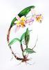 Blc. Momilani Rainbow orchid